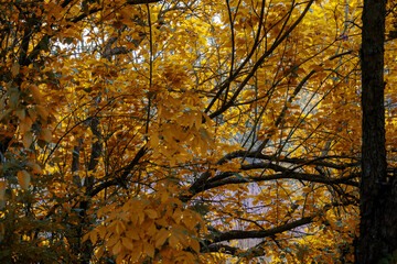 yellow leaves foliage in autumn