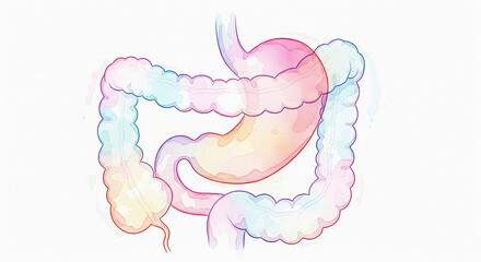 Colorful watercolor illustration of the stomach and large intestine of the digestive system
