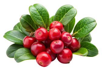 Bearberry isolated on white background