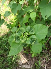 pumpkin growing in the garden
