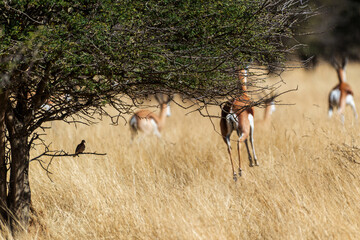 Springboks dans une réserve animalière en Namibie