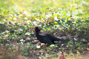 Wild blackbird male standing on the grass in spring garden, looking for warms for the lunch.Birds in spring,fauna, wildlife protection.Free copy space.