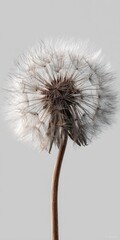 A close-up of a fluffy dandelion seed head on a slender stem against a muted background