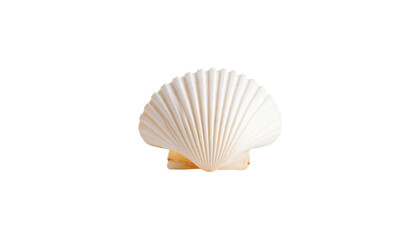 White scallop shell on white background