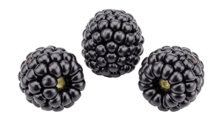 Isolated Blackberries