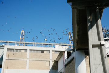 A Flock of Birds Flying Over an Industrial Port Harbor Cranes and Industrial Buildings Scene in a Blue Sky