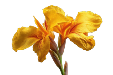 Close-up of two vibrant yellow canna lilies