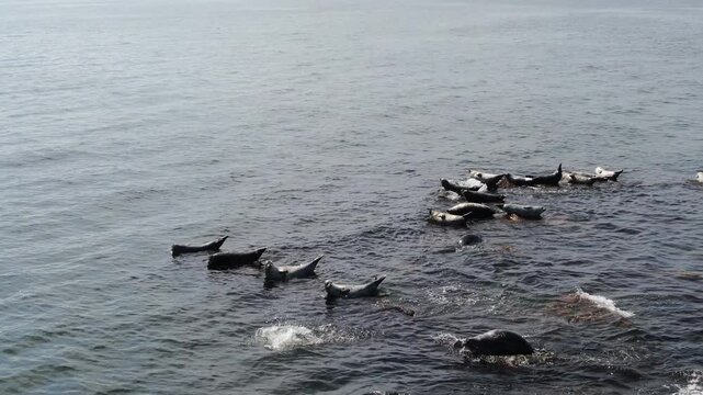 Aerial view of Seals in Japanese sea near Nakhodka, Primorsky Krai, Russia