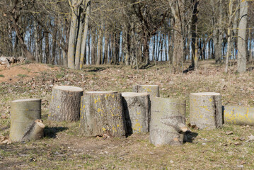 Deforestation, clearing of forests, stumps in the forest, and firewood harvesting