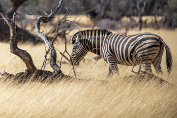 Zèbre dans une réserve animalière en Namibie