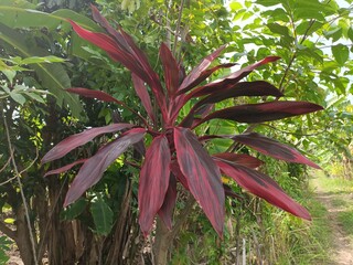 red and green plant
