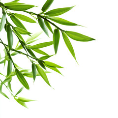 Green Bamboo Leaves Isolated Background,generative ai	