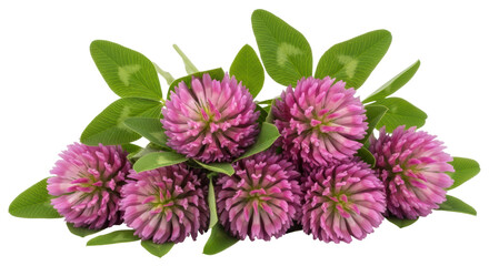 Obraz premium Isolated Bunch of Clover Flowers