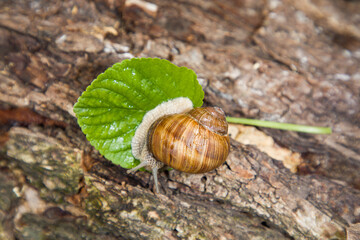 Helix pomatia or Roman snail, edible snail. Close-up of grape snails on tree bark in a natural forest environment. The image captures the texture of the snail shells and rough bark surface.