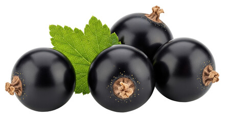 Isolated Black Currants with Leaf