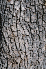 tree bark texture