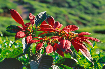 red flower in the garden