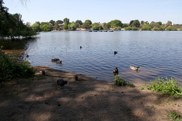 Water birds on the edge of Heath Pond in Petersfield.