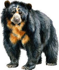 Andean spectacled bear majestic wildlife portrait powerful forest dweller nature conservation symbol Watercolor PNG