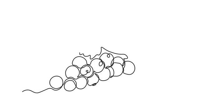 Abstract twig with red currant berries, Self drawing animation one continuous line draw, logo