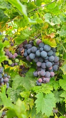 grapes in the vineyard