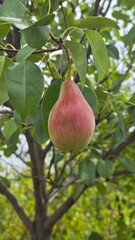 red pear hanging on a branch