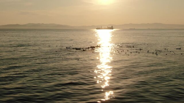 Aerial view of Seals in Japanese sea near Nakhodka, Primorsky Krai, Russia
