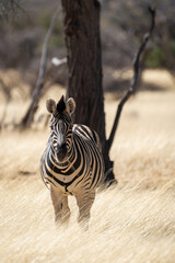 Fototapeta premium Zèbre dans une réserve animalière en Namibie