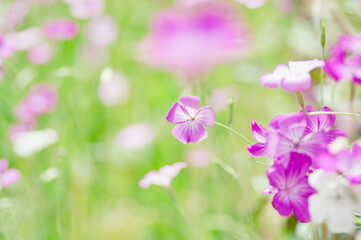 春　光の中で咲くムギナデシコの花