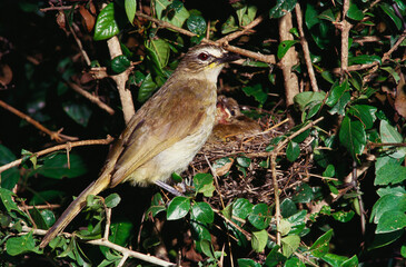 white browed bulbul with nest 