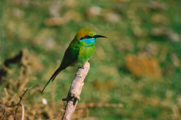 little bee eater sitting on tree branch 