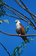 Brahminy Kite sitting on tree 