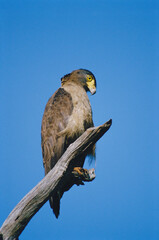 crested serpent eagle sitting tree branch