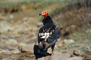 king vulture or red headed sarcogyps calvus
