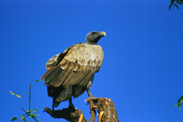 vulture perched on a branch