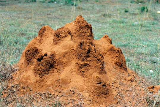 termite mound 
