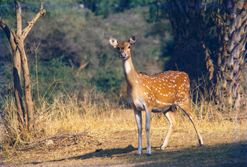 chital deer in the wild 