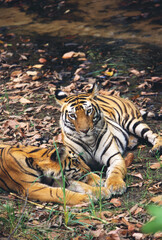 bengal tiger in water