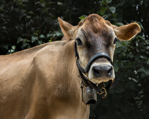 Portrait d'une vache Jersiaise