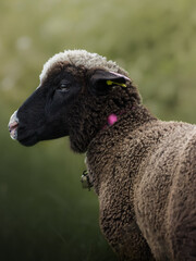 Portrait d'un mouton noir 