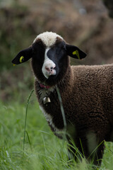 Portrait d'un jeune bélier noir 