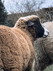 Mouton noir 
