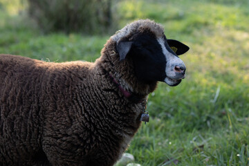 Mouton noir 