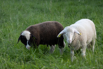 Obraz premium Deux moutons dans un parc 