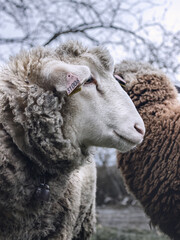 Portrait d'un mouton blanc 