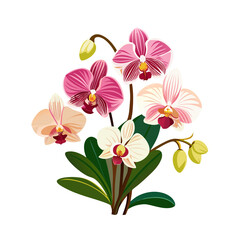 pink orchid on white background