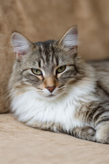 fluffy cat lounging comfortably on soft couch radiating tranquility and contentment