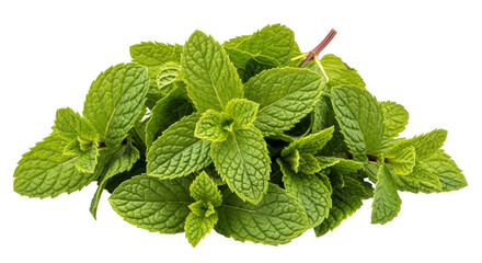 Isolated Mint Leaves