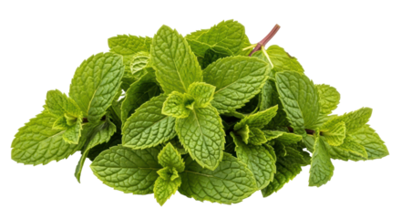 Isolated Mint Leaves