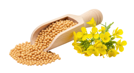 Isolated Mustard Seeds